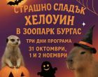 В Зоопарк Бургас ще е празнично, весело и много… тиквено! В Зоопарк Бургас ще е празнично, весело и много… тиквено!