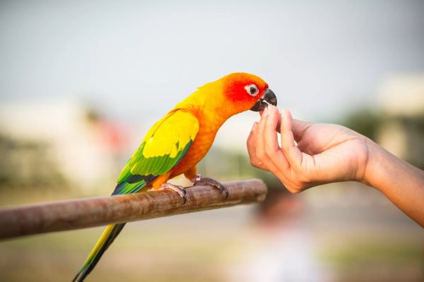 Защо да изберете папагалче за домашен любимец? Ето ви няколко добри причини! 