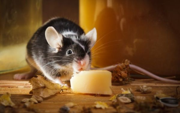 Наистина ли мишките обичат сирене?