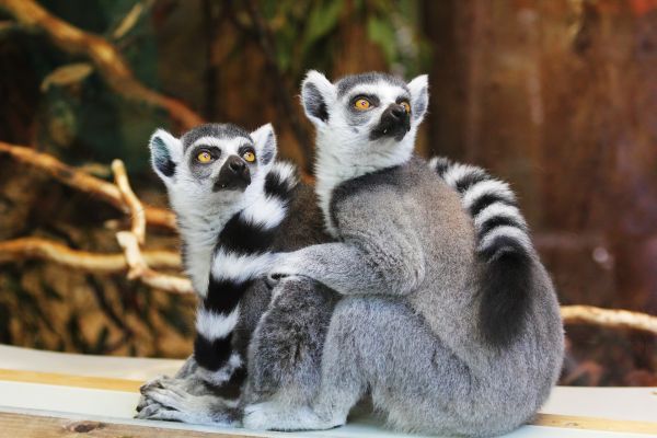 Бургаският зоопарк приветства първите си примати